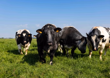 Delhaize verlaagt klimaatimpact rundvlees met innovatieve voederstrategie