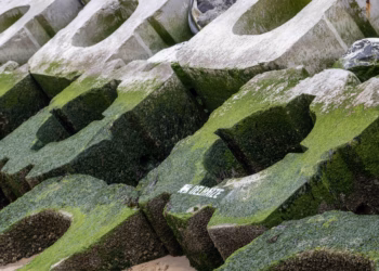 Go Ocean en Delhaize Fonds versterken mariene biodiversiteit in Blankenberge