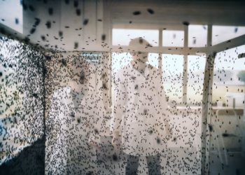 Praktijkcentrum Insecten van Thomas More tilt insectenteelt in Vlaanderen naar hoger niveau