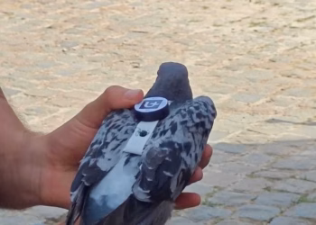 Tientallen Antwerpse duiven krijgen rugzakje mee