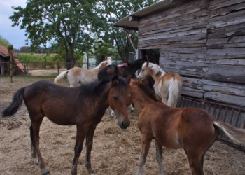 Paardenmelkerij Lier bouwt verder aan zijn nieuwe locatie.