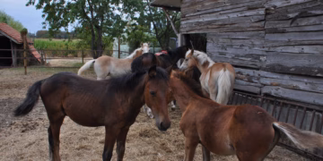 Paardenmelkerij Lier bouwt verder aan zijn nieuwe locatie.