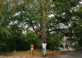 NEGEN BIJZONDERE BOMEN KRIJGEN EEN STEM