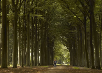 Stichting Kempens Landschap en gemeente Westerlo slaan handen in elkaar voor Beeltjens en Kwarekken