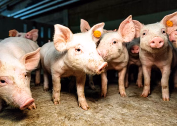 Delhaize versnelt de verduurzaming van varkensvlees